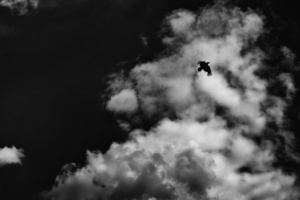 bird clouds bw flight sky 4k 1540574315 300x200 - bird, clouds, bw, flight, sky 4k - Clouds, bw, Bird
