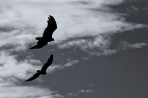 birds silhouette flight sky bw 4k 1540574462 300x200 - birds, silhouette, flight, sky, bw 4k - Silhouette, Flight, Birds