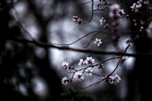 branches bloom macro blur 4k 1540575118 300x200 - branches, bloom, macro, blur 4k - Macro, branches, Bloom