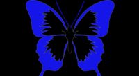 butterfly minimalism black blue 4k 1540574295 200x110 - butterfly, minimalism, black, blue 4k - minimalism, Butterfly, Black