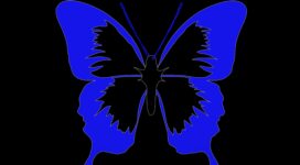 butterfly minimalism black blue 4k 1540574295 272x150 - butterfly, minimalism, black, blue 4k - minimalism, Butterfly, Black