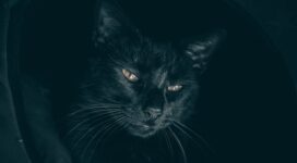 cat black muzzle look sleepy 4k 1540575785 272x150 - cat, black, muzzle, look, sleepy 4k - muzzle, Cat, Black