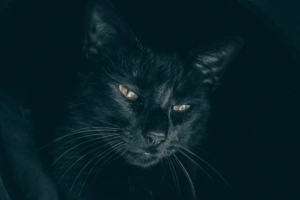 cat black muzzle look sleepy 4k 1540575785 300x200 - cat, black, muzzle, look, sleepy 4k - muzzle, Cat, Black