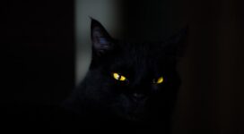 cat eyes black 4k 1540576107 272x150 - cat, eyes, black 4k - Eyes, Cat, Black