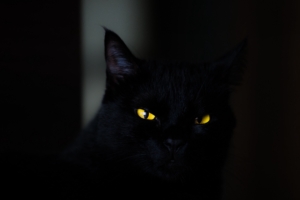 cat eyes black 4k 1540576107 300x200 - cat, eyes, black 4k - Eyes, Cat, Black