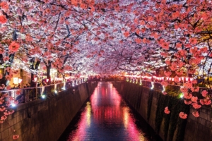 cherry blossom trees covering river canal 1540142573 300x200 - Cherry Blossom Trees Covering River Canal - trees wallpapers, river wallpapers, nature wallpapers, hd-wallpapers, cherry wallpapers, 5k wallpapers, 4k-wallpapers