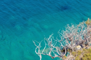 clear sea trees branches ultra quality 4k 1540133703 300x200 - Clear Sea Trees Branches Ultra Quality 4k - trees wallpapers, sea wallpapers, nature wallpapers, hd-wallpapers, 4k-wallpapers