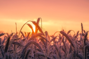cornfield sunset 4k 1540137259 300x200 - Cornfield Sunset 4k - sunset wallpapers, photography wallpapers, nature wallpapers, hd-wallpapers, field wallpapers, cornfield wallpapers, 5k wallpapers, 4k-wallpapers
