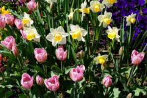 daffodils tulips flowerbed 4k 1540064801 300x200 - daffodils, tulips, flowerbed 4k - Tulips, flowerbed, daffodils