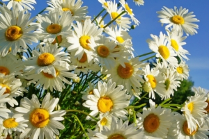 daisies flower sky sunny summer 4k 1540065157 300x200 - daisies, flower, sky, sunny, summer 4k - Sky, flower, Daisies