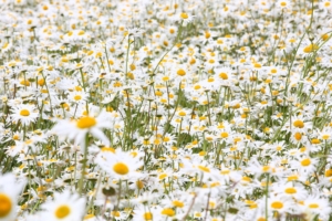 daisies flowers field many summer 4k 1540065044 300x200 - daisies, flowers, field, many, summer 4k - Flowers, Field, Daisies
