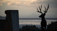 deer silhouette horns night 4k 1540574748 200x110 - deer, silhouette, horns, night 4k - Silhouette, Horns, Deer
