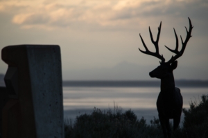 deer silhouette horns night 4k 1540574748 300x200 - deer, silhouette, horns, night 4k - Silhouette, Horns, Deer