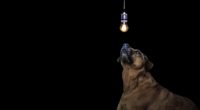 dog light bulb idea 4k 1540574348 200x110 - dog, light bulb, idea 4k - light bulb, idea, Dog