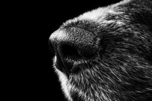 dog nose bw 4k 1540575994 300x200 - dog, nose, bw 4k - nose, Dog, bw