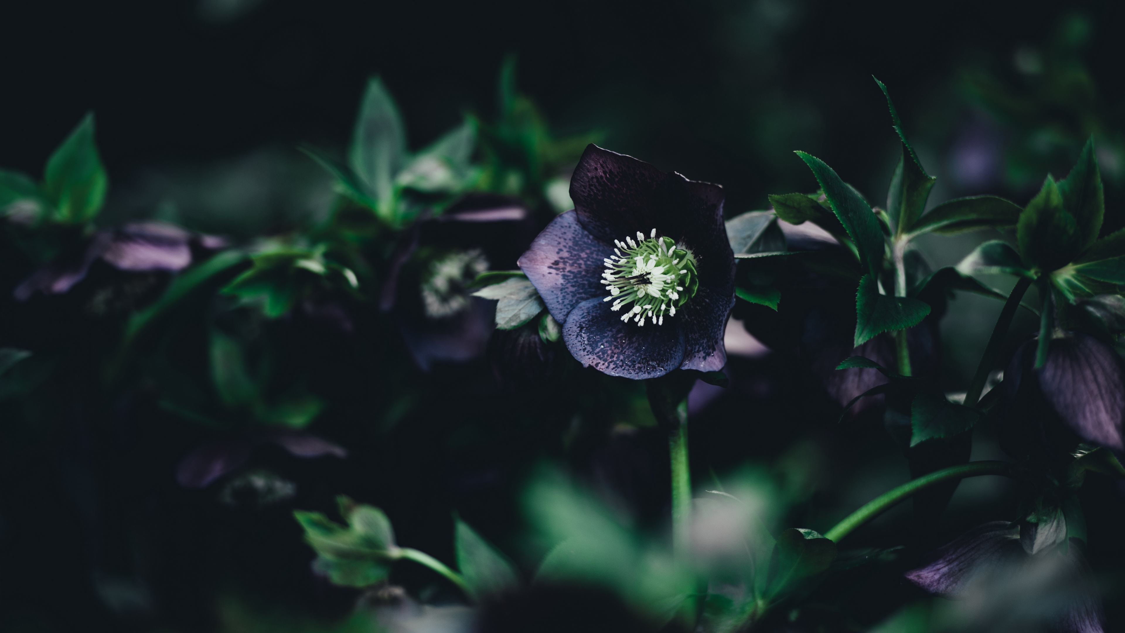 Dark Flower Black Floral HD phone wallpaper  Pxfuel