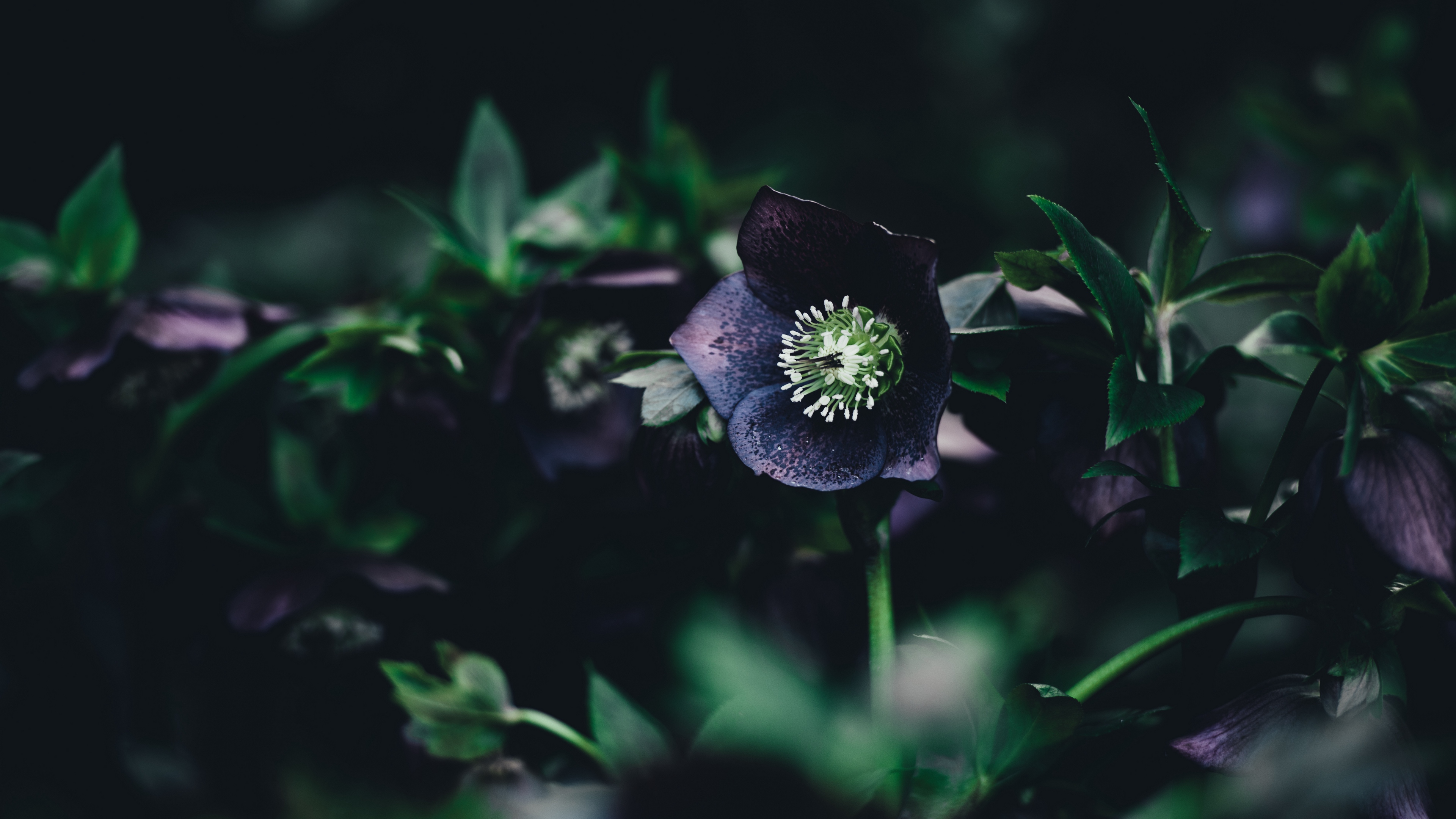 flower, dark, leaves 4k Leaves, flower, Dark