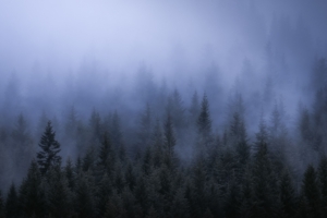 fog dark forest tress landscape 5k 1540143374 300x200 - Fog Dark Forest Tress Landscape 5k - trees wallpapers, nature wallpapers, landscape wallpapers, hd-wallpapers, forest wallpapers, fog wallpapers, 5k wallpapers, 4k-wallpapers