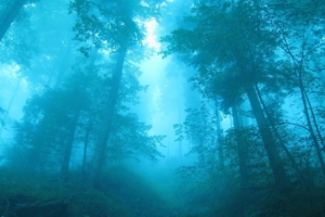 fog in forest 4k 1540131742 300x200 - Fog In Forest 4k - nature wallpapers, forest wallpapers, fog wallpapers