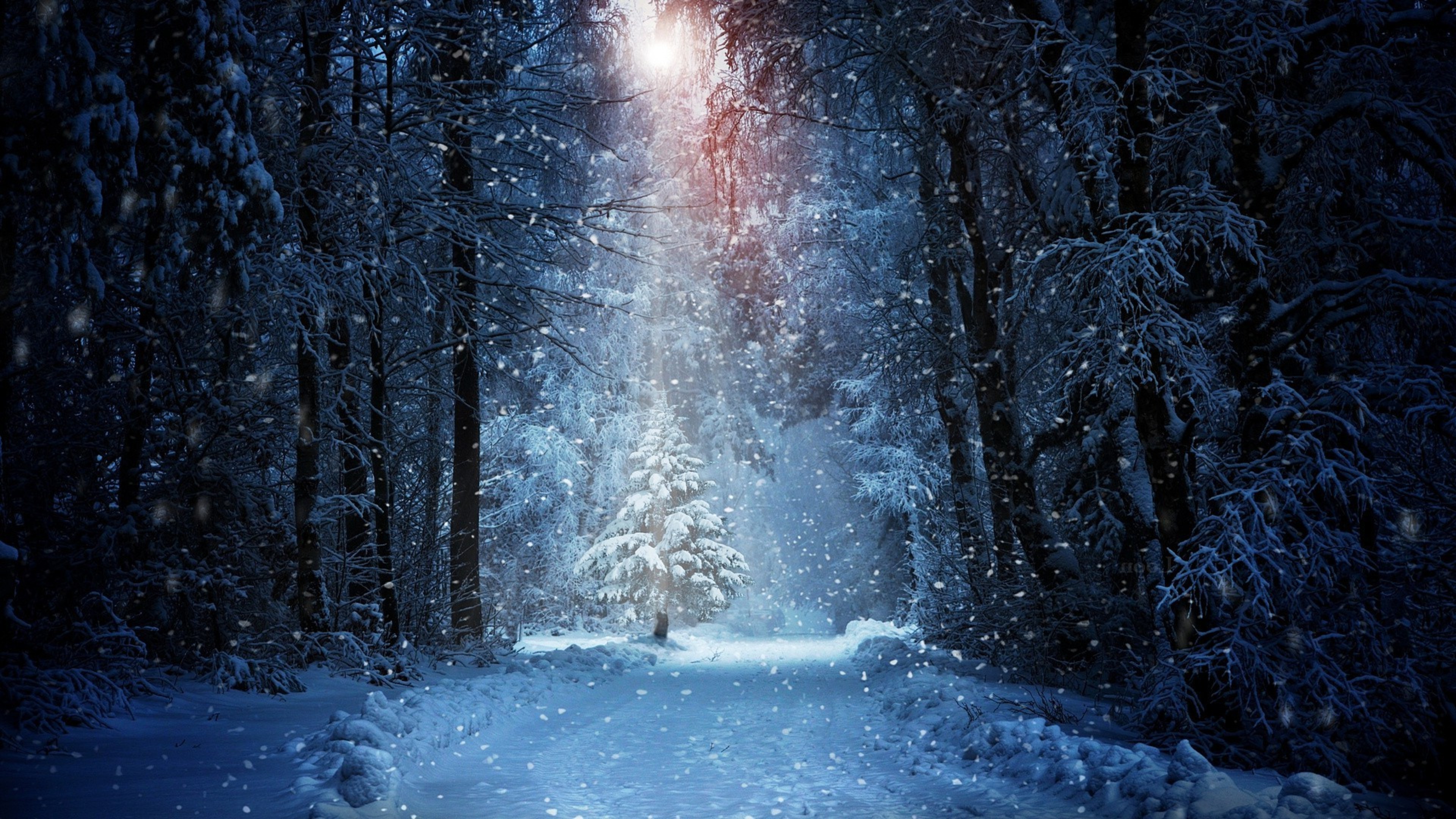 Forest Winter Snow 4k winter wallpapers, snow wallpapers, nature