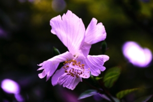 hibiscus flower violet 4k 1540064569 300x200 - hibiscus, flower, violet 4k - Violet, Hibiscus, flower
