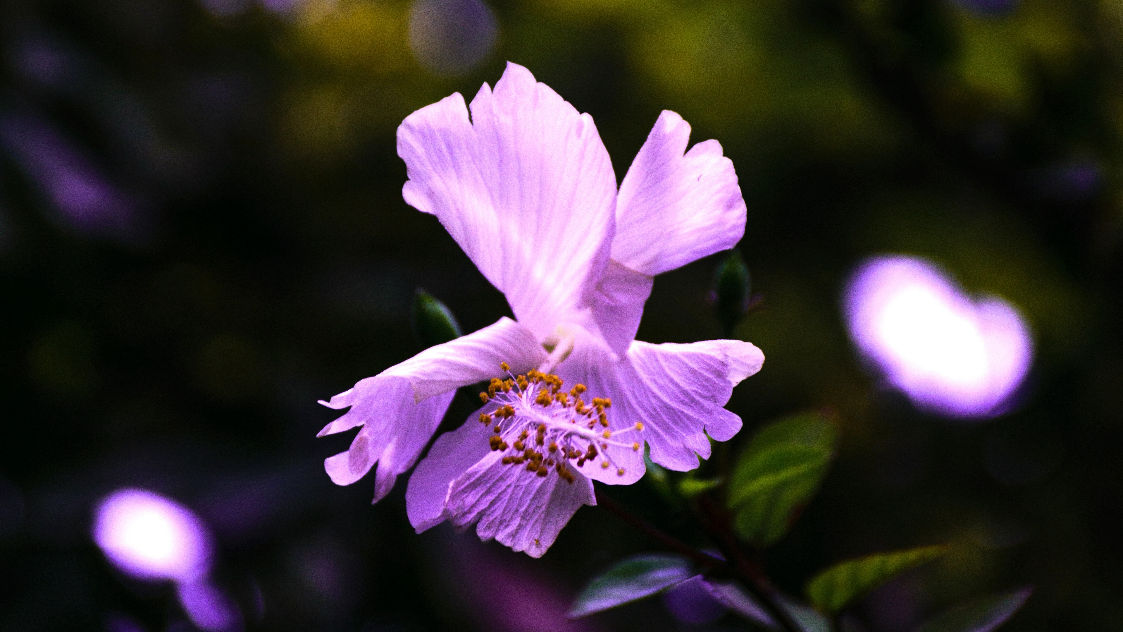 hibiscus flower violet 4k 1540064569 - hibiscus, flower, violet 4k - Violet, Hibiscus, flower