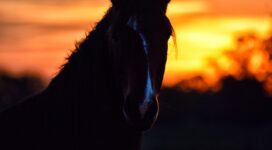 horse silhouette ears mane sunset 4k 1540574603 272x150 - horse, silhouette, ears, mane, sunset 4k - Silhouette, horse, ears