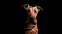 irish terrier dog muzzle collar look 4k 1540575108 200x110 - irish terrier, dog, muzzle, collar, look 4k - muzzle, irish terrier, Dog