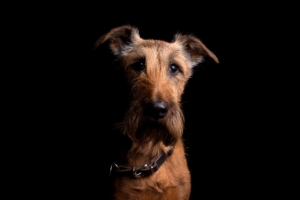 irish terrier dog muzzle collar look 4k 1540575108 300x200 - irish terrier, dog, muzzle, collar, look 4k - muzzle, irish terrier, Dog