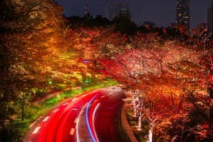 japan tokyo roads autumn trees night 4k 1540135740 300x200 - Japan Tokyo Roads Autumn Trees Night 4k - trees wallpapers, tokyo wallpapers, road wallpapers, night wallpapers, nature wallpapers, japan wallpapers, hd-wallpapers, autumn wallpapers, 5k wallpapers, 4k-wallpapers