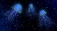 jellyfish abstract space underwater world 4k 1539370478 200x110 - jellyfish, abstract, space, underwater world 4k - Space, Jellyfish, abstract