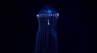 jellyfish underwater world dark tentacles 4k 1540575366 200x110 - jellyfish, underwater world, dark, tentacles 4k - underwater world, Jellyfish, Dark