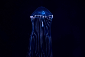 jellyfish underwater world dark tentacles 4k 1540575366 300x200 - jellyfish, underwater world, dark, tentacles 4k - underwater world, Jellyfish, Dark
