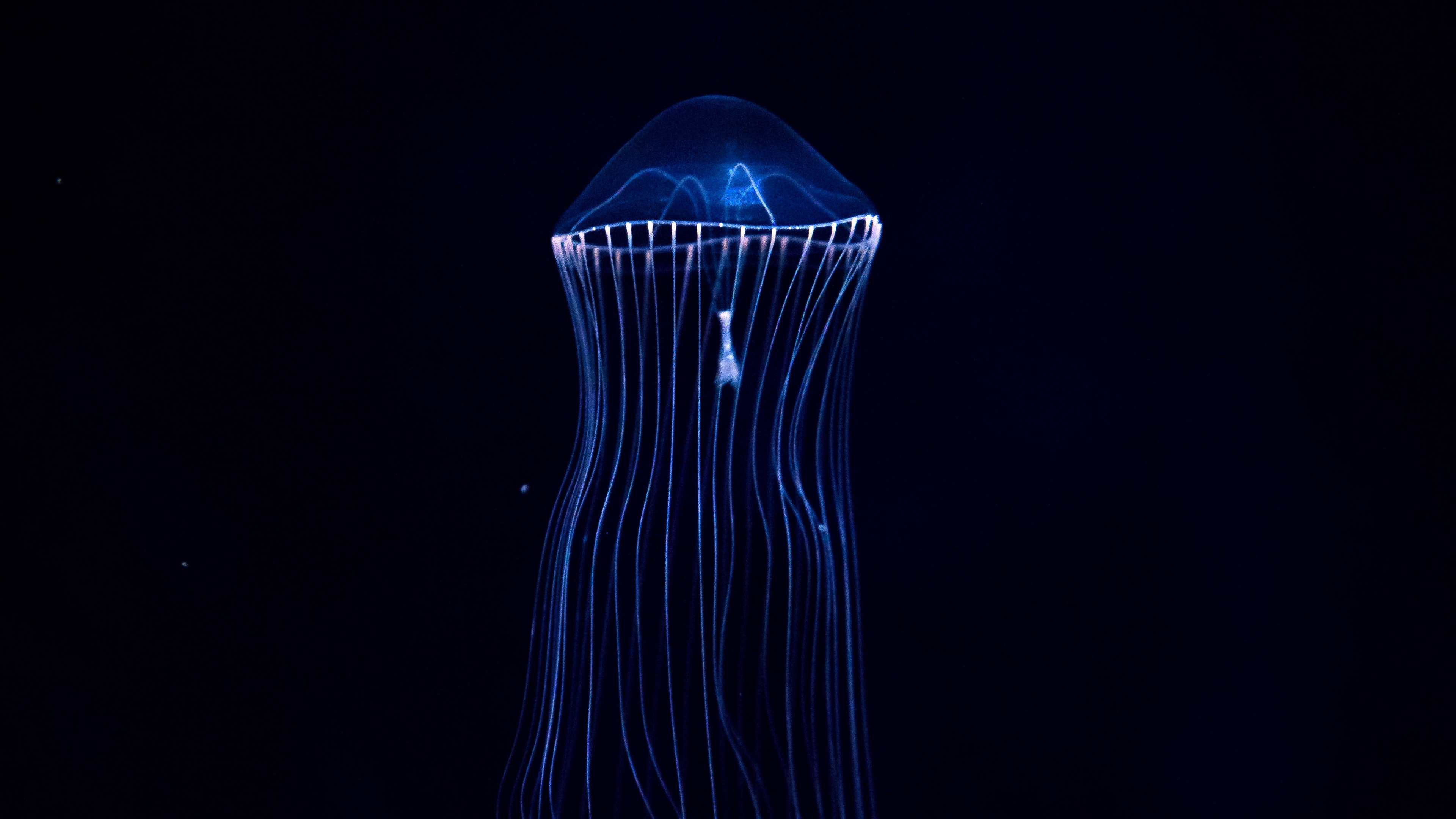 jellyfish underwater world dark tentacles 4k 1540575366 - jellyfish, underwater world, dark, tentacles 4k - underwater world, Jellyfish, Dark