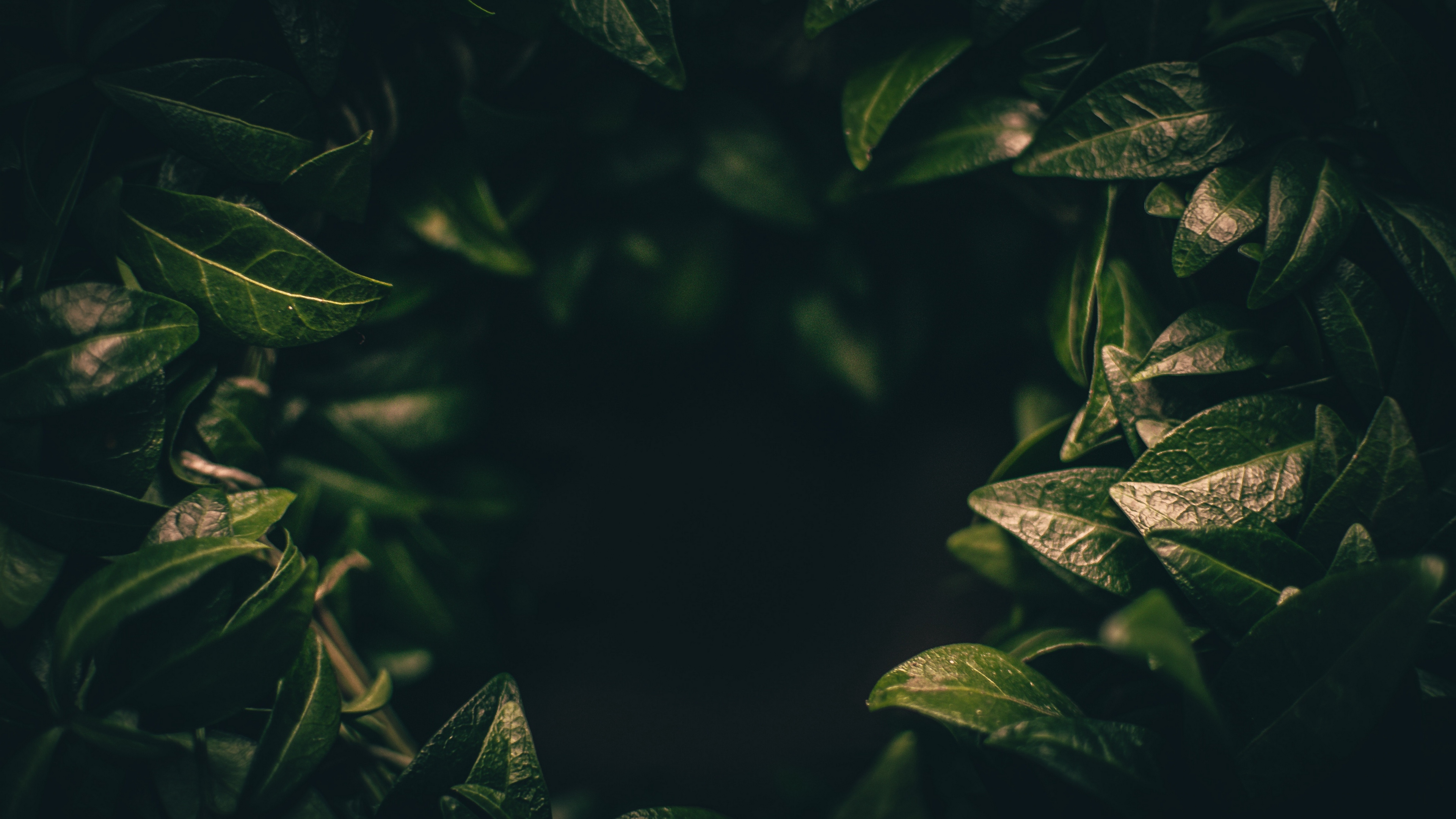 leaves, dark, plant, green, blur, closeup 4k Plant, Leaves, Dark