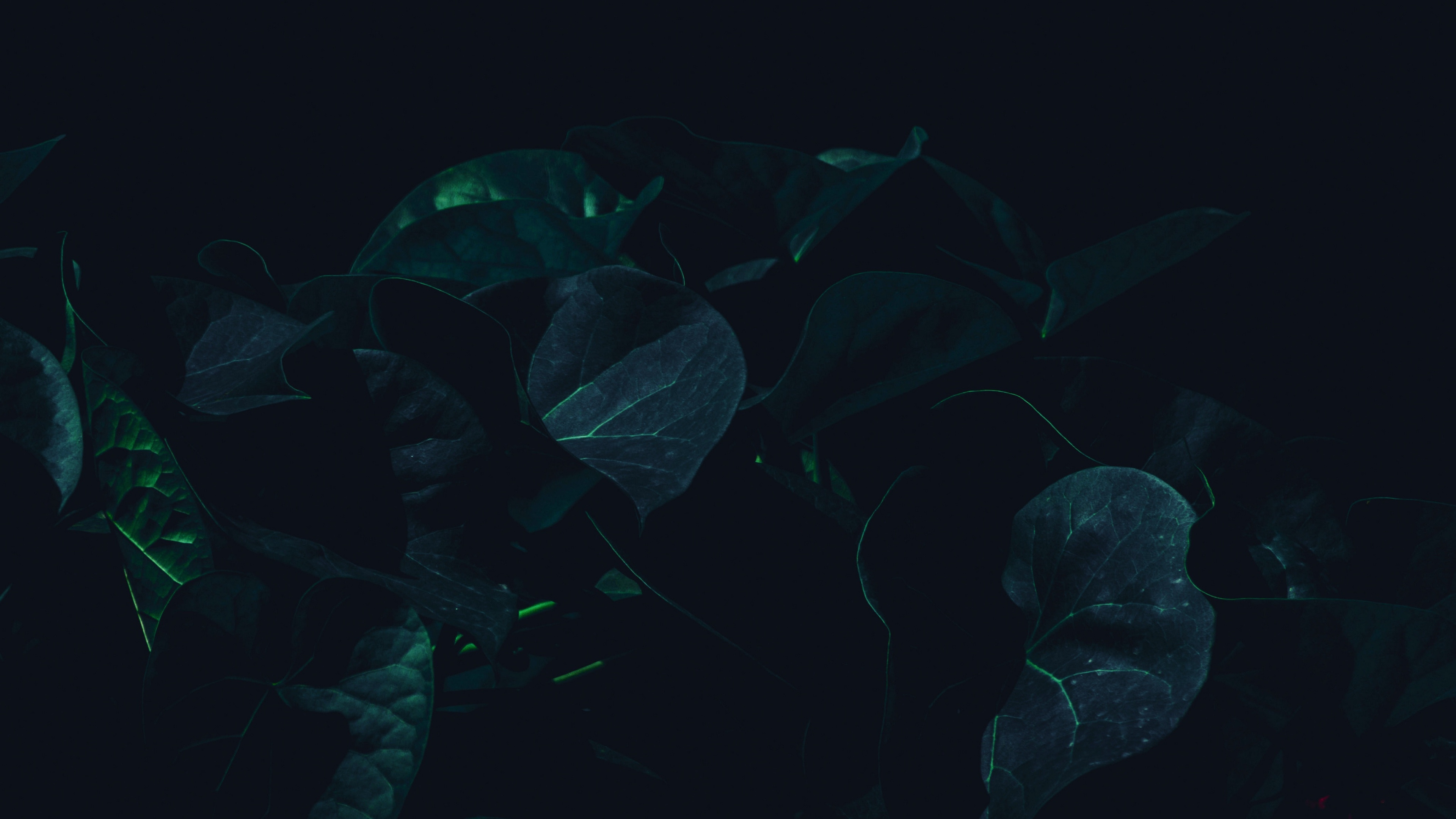 Wallpaper 4k leaves, plant, dark, green, shade 4k Wallpaper