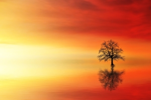 lone tree in water at dusk 1540136541 300x200 - Lone Tree In Water At Dusk - water wallpapers, tree wallpapers, nature wallpapers, morning wallpapers, hd-wallpapers, dusk wallpapers