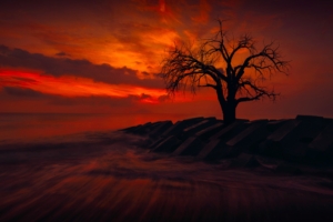 lonely tree 4k 1540132682 300x200 - Lonely Tree 4k - trees wallpapers, nature wallpapers, hd-wallpapers