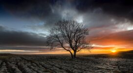 lonely tree in drought field sunset 1540141545 272x150 - Lonely Tree In Drought Field Sunset - tree wallpapers, sunset wallpapers, nature wallpapers, hd-wallpapers, field wallpapers, drought wallpapers, 8k wallpapers, 5k wallpapers, 4k-wallpapers