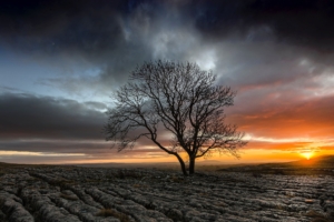 lonely tree in drought field sunset 1540141545 300x200 - Lonely Tree In Drought Field Sunset - tree wallpapers, sunset wallpapers, nature wallpapers, hd-wallpapers, field wallpapers, drought wallpapers, 8k wallpapers, 5k wallpapers, 4k-wallpapers