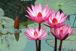 lotus water lily water 4k 1540065153 300x200 - lotus, water lily, water 4k - water-lily, Water, Lotus