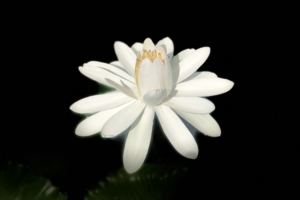 lotus white bloom dark background 4k 1540064748 300x200 - lotus, white, bloom, dark background 4k - white, Lotus, Bloom