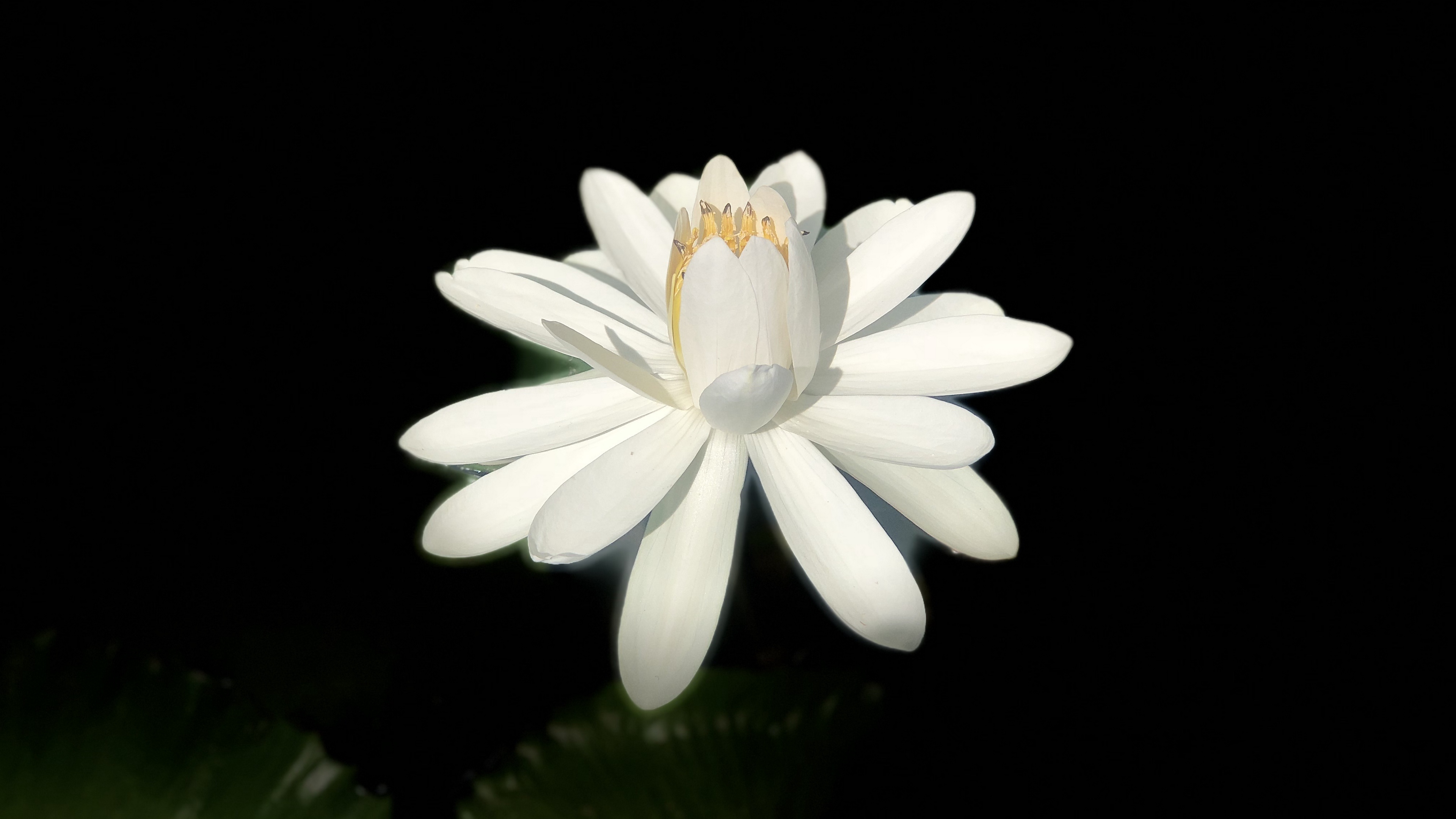 lotus white bloom dark background 4k 1540064748 - lotus, white, bloom, dark background 4k - white, Lotus, Bloom