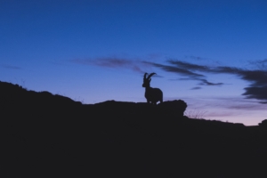 mountain goat silhouette night 4k 1540575120 300x200 - mountain goat, silhouette, night 4k - Silhouette, Night, mountain goat