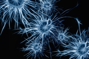 neurons cell structure 4k 1539369634 300x200 - neurons, cell, structure 4k - Structure, neurons, Cell