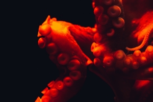 octopus tentacles red underwater world 4k 1540575384 300x200 - octopus, tentacles, red, underwater world 4k - tentacles, red, octopus