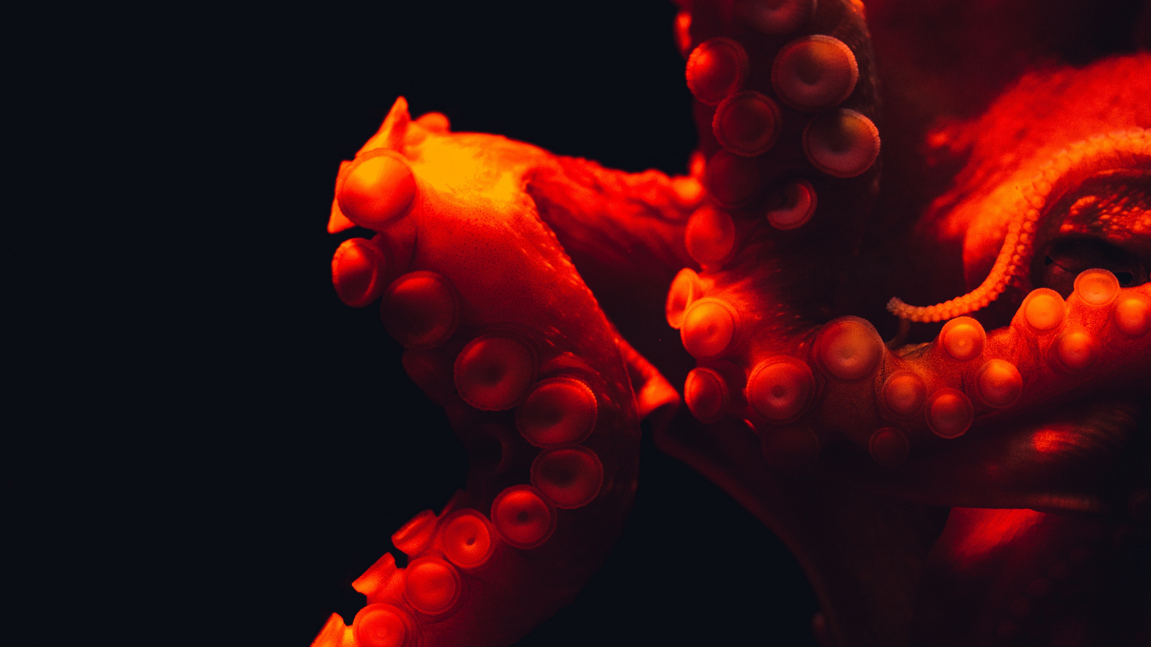 octopus tentacles red underwater world 4k 1540575384 - octopus, tentacles, red, underwater world 4k - tentacles, red, octopus