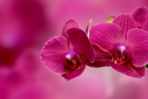 orchid flower petals pink 4k 1540065139 300x200 - orchid, flower, petals, pink 4k - Petals, Orchid, flower