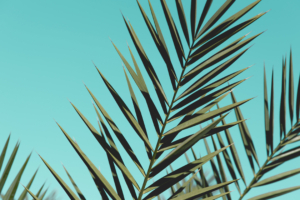 palm leaves sunlight day green leaves 4k 1540133974 300x200 - Palm Leaves Sunlight Day Green Leaves 4k - trees wallpapers, sunlight wallpapers, nature wallpapers, leaves wallpapers, hd-wallpapers, 4k-wallpapers
