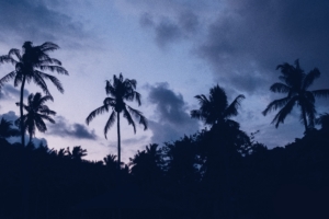 palms night clouds 4k 1540576458 300x200 - palms, night, clouds 4k - palms, Night, Clouds